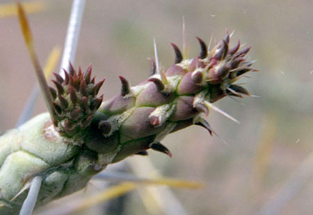 Cylindropuntia ramosissima