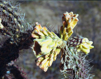 Cylindropuntia spinosior