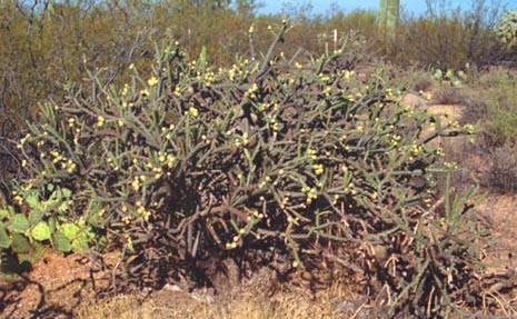 Cylindropuntia versicolor
