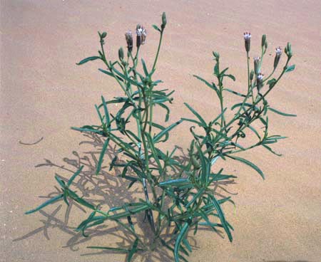 Palafoxia arida v.arida