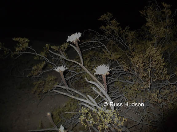 Peniocereus greggii v. transmontanus 
