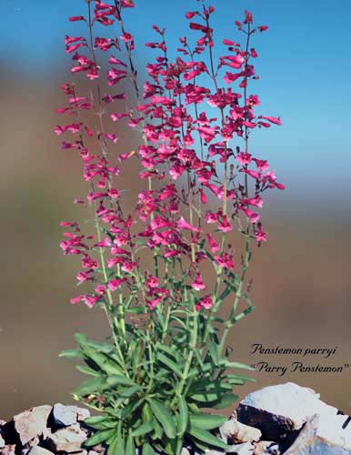 Penstemon parryi