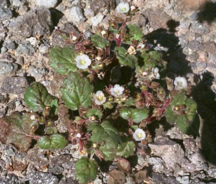 Phacelia rotundifolia