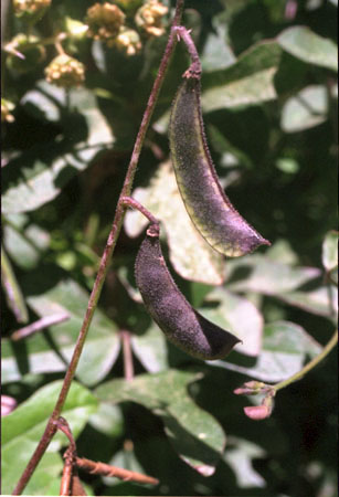 Phaseolus filiformis Bentham