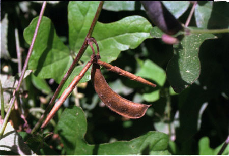 Phaseolus filiformis Bentham