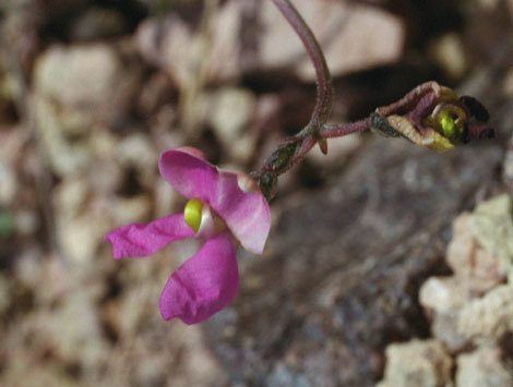 Phaseolus filiformis Bentham
