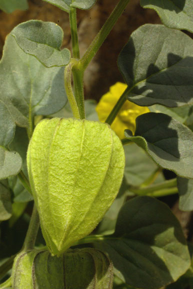 Physalis versicolor