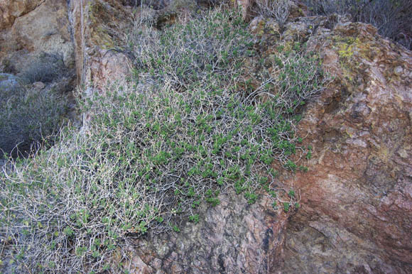 Pleurocoronis laphamioides