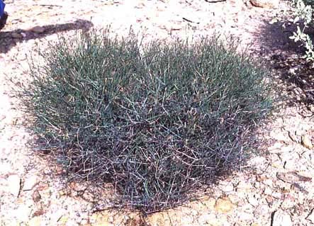 Porophyllum gracile