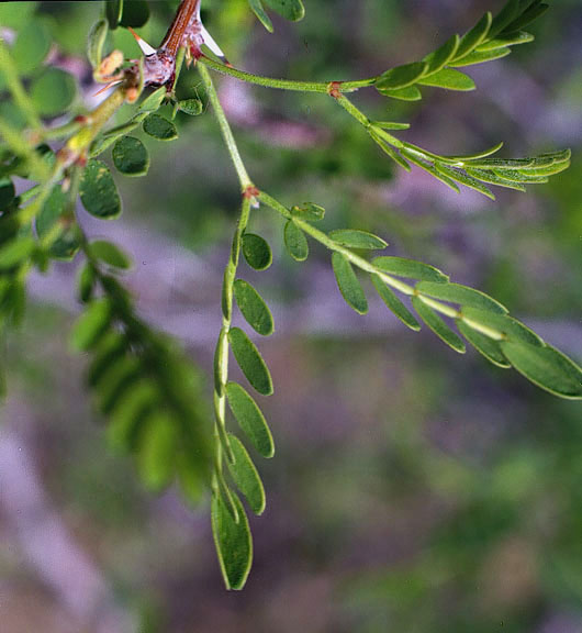 Prosopis pubescens