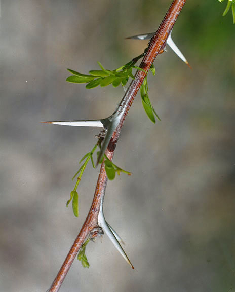 Prosopis pubescens