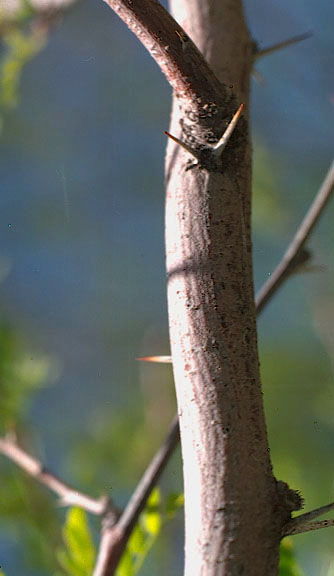 Prosopis pubescens