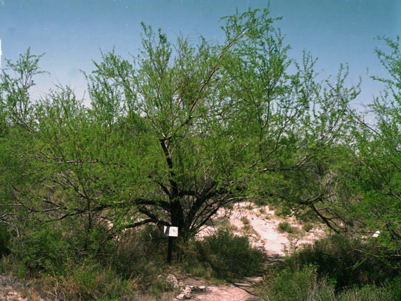 Prosopis pubescens