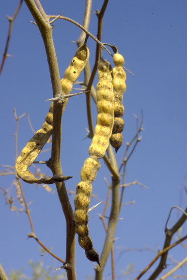 Prosopis velutina