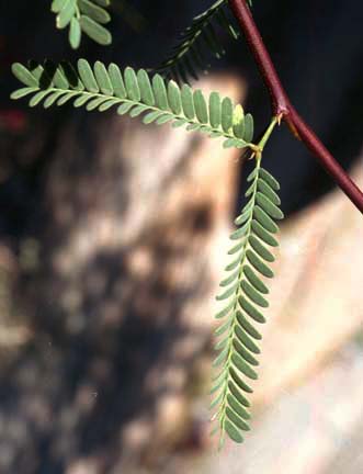 Prosopis velutina