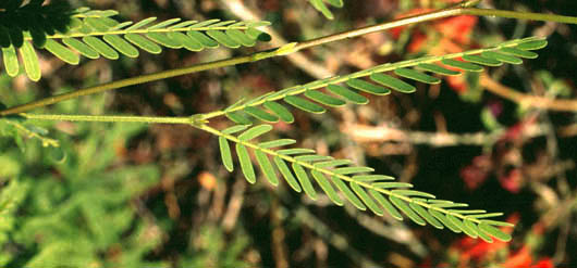 Prosopis velutina