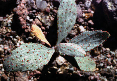 Psorothamnus spinosus