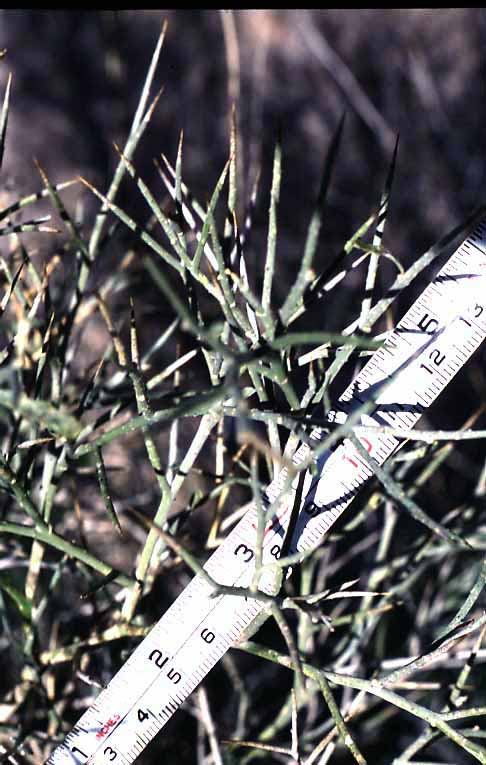 Psorothamnus spinosus