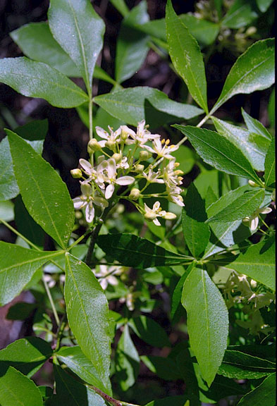 Ptelea trifoliata