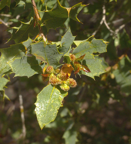 Quercus turbinella