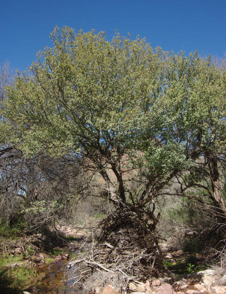 Quercus turbinella