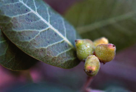 Rhus kearneyi subsp. kearneyi