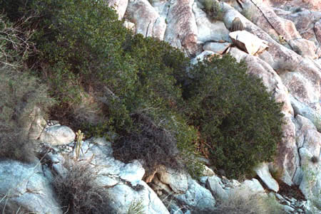 Rhus kearneyi subsp. kearneyi
