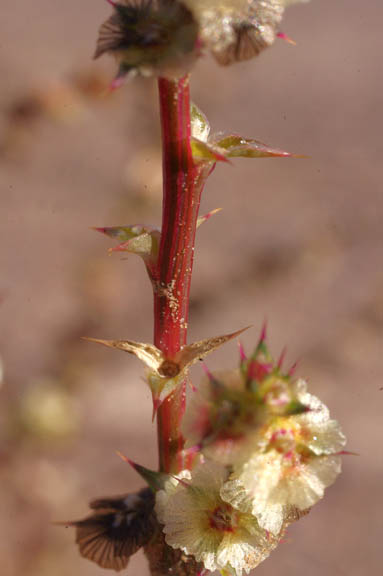 Salsola tragus 