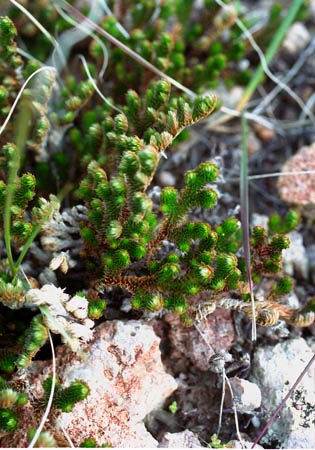 Selaginella arizonica