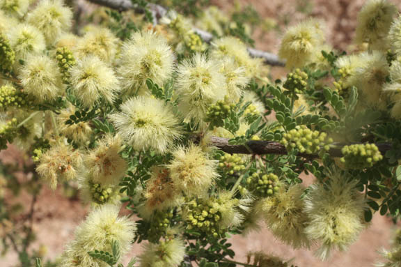 Senegalia greggii (A.Gray) Britton & Rose