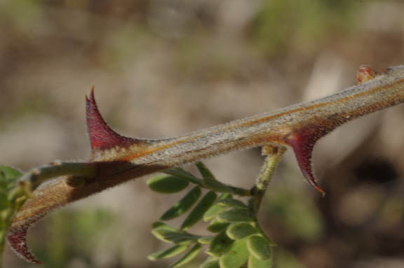 Senegalia greggii (A.Gray) Britton & Rose