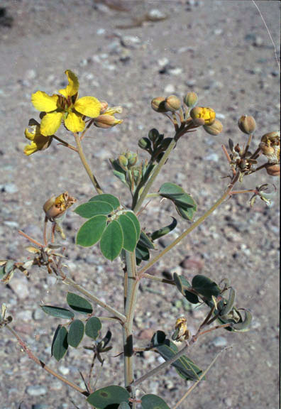 Senna covesii