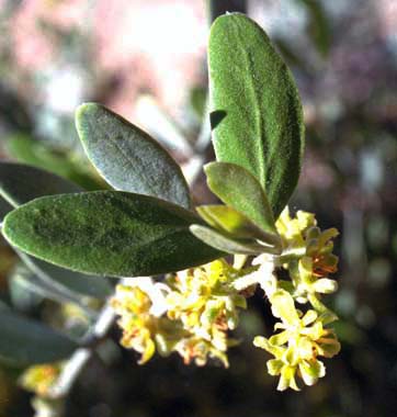 Simmondsia chinensis