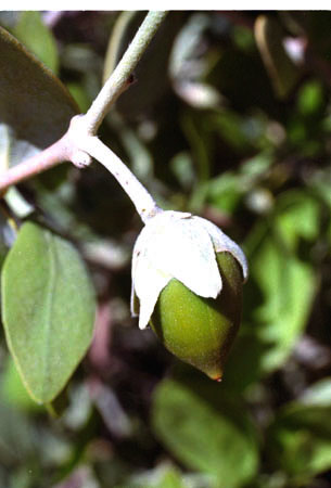 Simmondsia chinensis