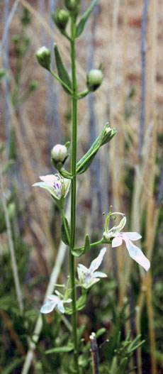 Teucrium glandulosum