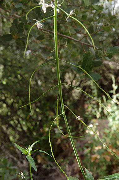 Thelypodium wrightii