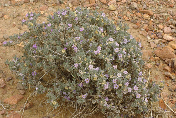 Tiquilia canescens