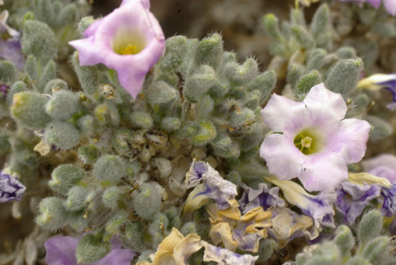 Tiquilia canescens