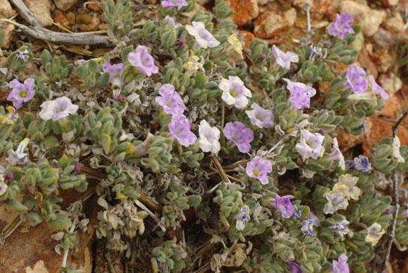 Tiquilia canescens