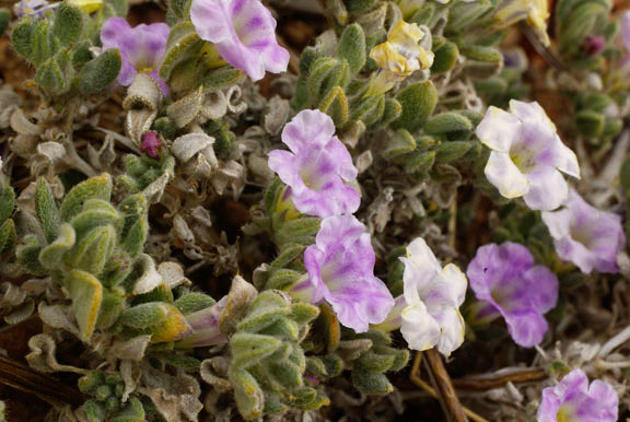 Tiquilia canescens