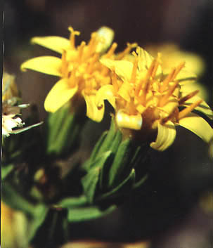 Trixis californica v.californica