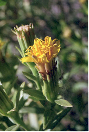 Trixis californica v.californica