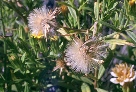 Trixis californica v.californica